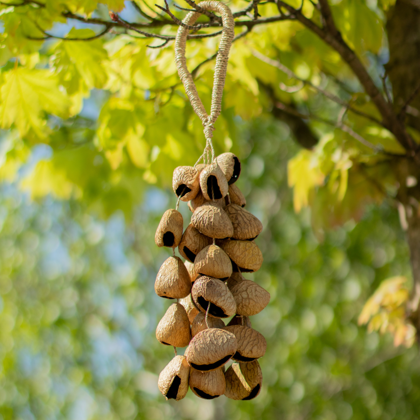 Pangi Seed shell Shaker - 30