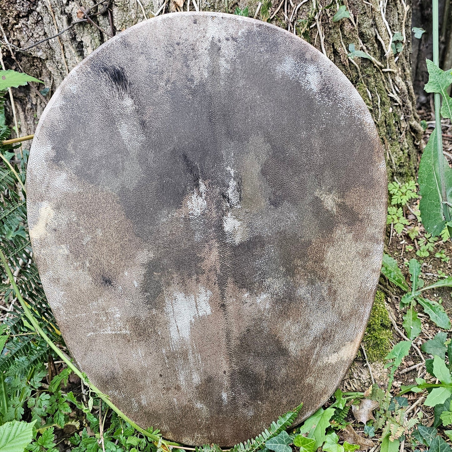 Shield Drum
