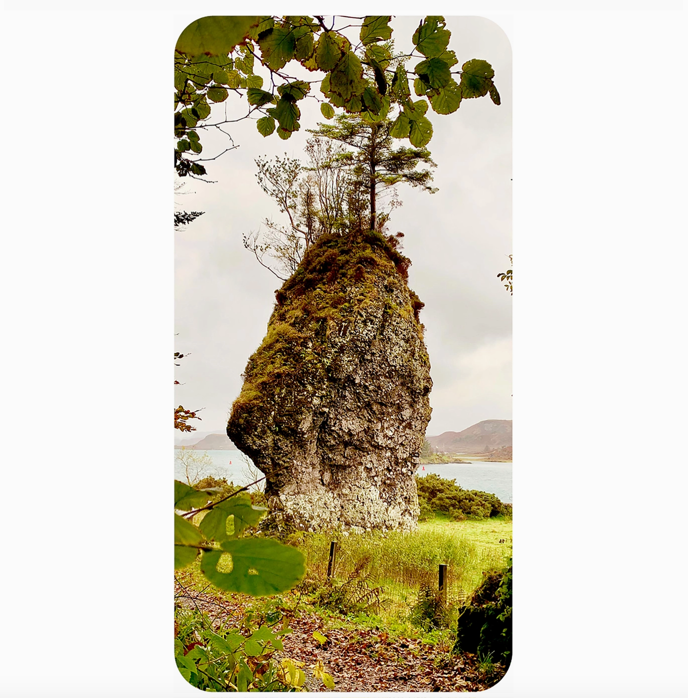 Druid Wisdom - Card Deck