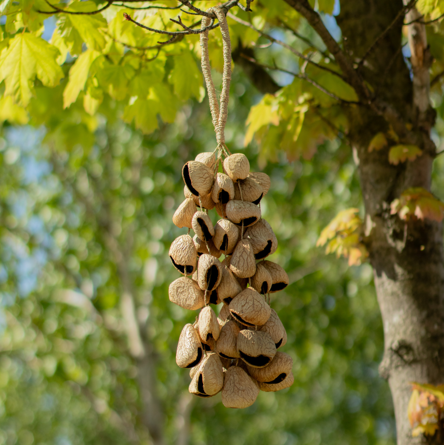 Pangi Seed Shell Shaker - 50