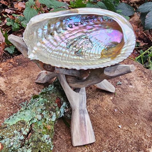 Abalone shell and Stand